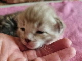 Portée Bengal LOOF 3 chatons nés juin 2026 à réserver