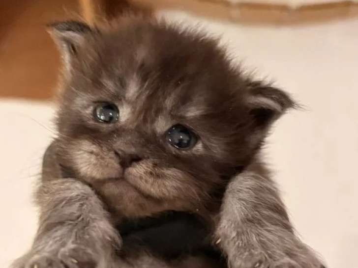 À réserver : 3 chatons femelles Maine Coon black smoke LOOF nés en juin 2026