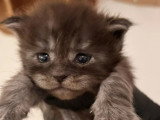 À réserver : 3 chatons femelles Maine Coon black smoke LOOF nés en juin 2026