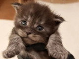 À réserver : 3 chatons femelles Maine Coon black smoke LOOF nés en juin 2026