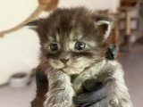À réserver : 3 chatons femelles Maine Coon black smoke LOOF nés en juin 2026