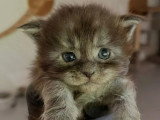 À réserver : 3 chatons femelles Maine Coon black smoke LOOF nés en juin 2026