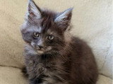 Chaton de race Maine Coon mâle à vendre