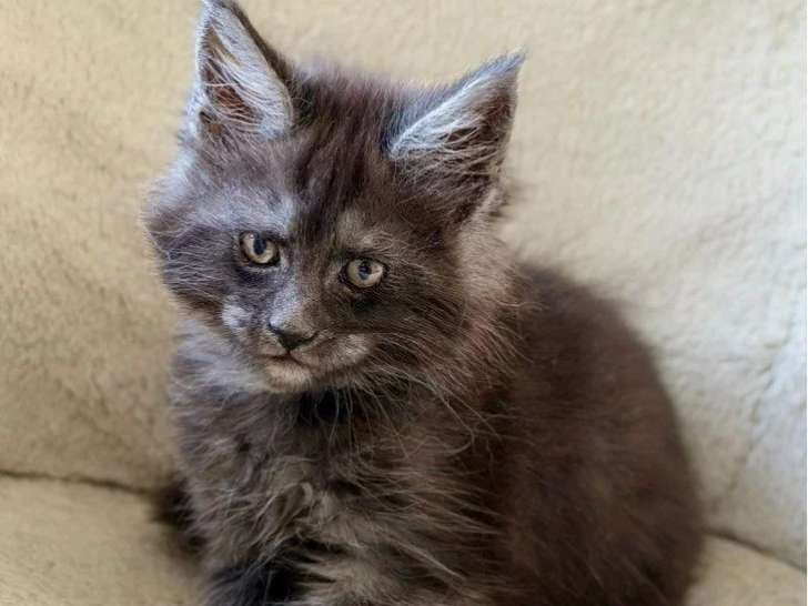 Chaton de race Maine Coon mâle à vendre