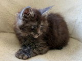 Chaton de race Maine Coon mâle à vendre