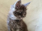 Chaton de race Maine Coon mâle à vendre