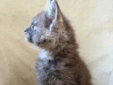 Chaton de race Maine Coon mâle à vendre
