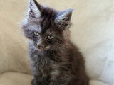 Chaton de race Maine Coon mâle à vendre