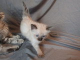 Chaton Sibérien mâle Neva Masquerade non LOOF à vendre