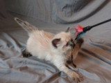 Chaton Sibérien mâle Neva Masquerade non LOOF à vendre