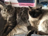 Chaton Sibérien mâle Neva Masquerade non LOOF à vendre