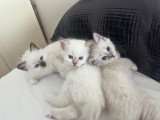 Chatons de type Ragdoll à vendre (1 femelle & 2 mâles)