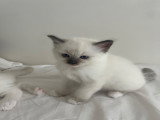 Chatons de type Ragdoll à vendre (1 femelle & 2 mâles)