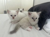 Chatons de type Ragdoll à vendre (1 femelle & 2 mâles)