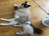 Chatons de type Ragdoll à vendre (1 femelle & 2 mâles)