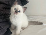 Chatons de type Ragdoll à vendre (1 femelle & 2 mâles)