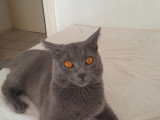 Mâle Chartreux LOOF pour saillie