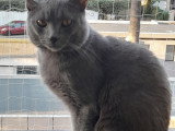 Mâle Chartreux LOOF pour saillie