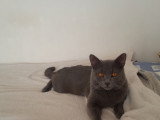 Mâle Chartreux LOOF pour saillie