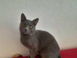 Mâle Chartreux LOOF pour saillie