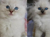 3 chatons Ragdoll LOOF nés en mai 2026 à réserver