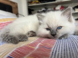 3 chatons Ragdoll LOOF nés en mai 2026 à réserver