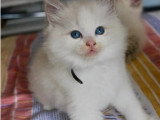 3 chatons Ragdoll LOOF nés en mai 2026 à réserver