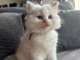 3 chatons Ragdoll LOOF nés en mai 2026 à réserver