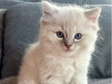3 chatons Ragdoll LOOF nés en mai 2026 à réserver
