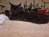 2 chatons femelles Maine Coon LOOF lignée russe nés en février 2026 à vendre