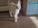 2 chatons femelles Maine Coon LOOF lignée russe nés en février 2026 à vendre