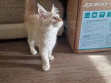 2 chatons femelles Maine Coon LOOF lignée russe nés en février 2026 à vendre
