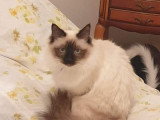 Sissi