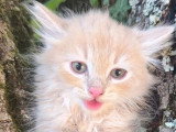 Chaton mâle Sibérien LOOF à vendre né en avril 2026