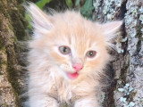 Chaton mâle Sibérien LOOF à vendre né en avril 2026