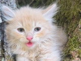 Chaton mâle Sibérien LOOF à vendre né en avril 2026
