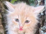 Chaton mâle Sibérien LOOF à vendre né en avril 2026