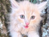 Chaton mâle Sibérien LOOF à vendre né en avril 2026