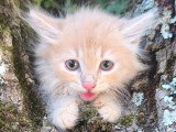 Chaton mâle Sibérien LOOF à vendre né en avril 2026