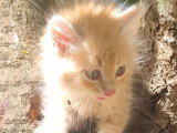 Chaton mâle Sibérien LOOF à vendre né en avril 2026
