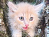 Chaton mâle Sibérien LOOF à vendre né en avril 2026