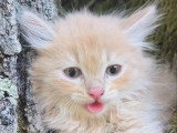 Chaton mâle Sibérien LOOF à vendre né en avril 2026