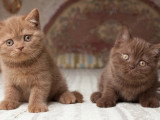 Chatons British Shorthair cinnamon et chocolat à vendre