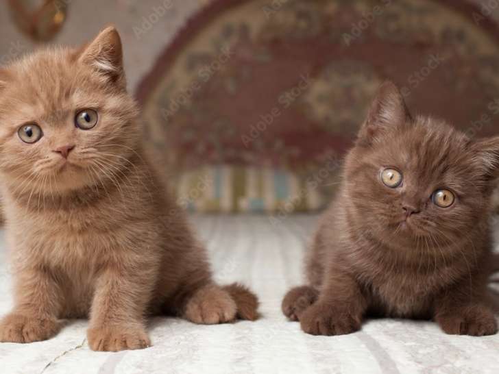 Chatons British Shorthair cinnamon et chocolat à vendre