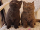Chatons British Shorthair cinnamon et chocolat à vendre