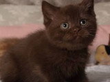 Chatons British Shorthair cinnamon et chocolat à vendre