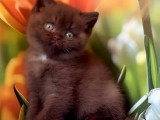 Chatons British Shorthair cinnamon et chocolat à vendre