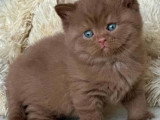 Chatons British Shorthair cinnamon et chocolat à vendre