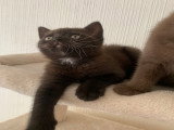Chatons British Shorthair cinnamon et chocolat à vendre