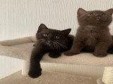Chatons British Shorthair cinnamon et chocolat à vendre